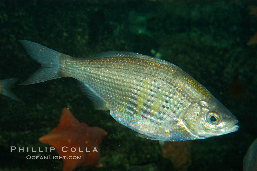 Shiner perch., Cymatogaster aggregata, natural history stock photograph, photo id 08918