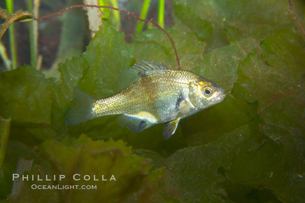 Shiner perch., Cymatogaster aggregata, natural history stock photograph, photo id 14010