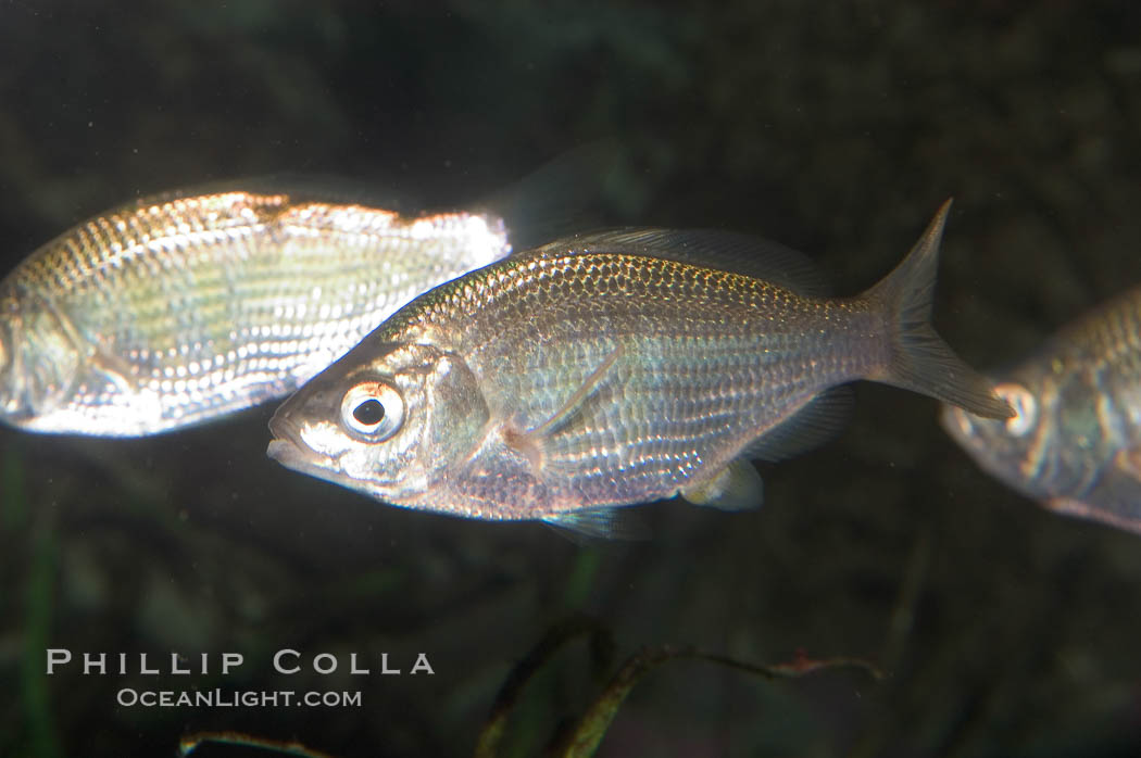 Shiner perch., Cymatogaster aggregata, natural history stock photograph, photo id 07881