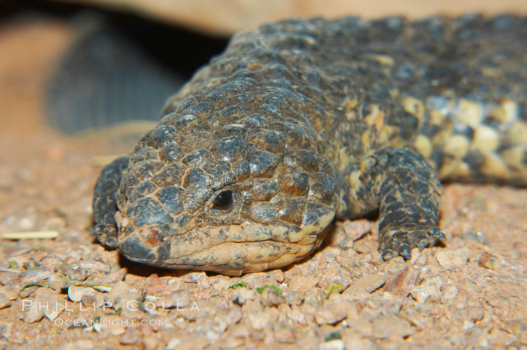 Shingleback lizard.  This lizard has a fat tail shaped like its head, which can fool predators into attacking the wrong end of the shingleback., Trachydosaurus, natural history stock photograph, photo id 12573