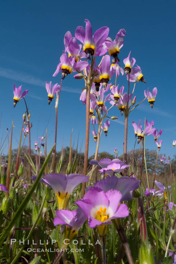 Shooting stars, a springtime flower, blooming on the Santa Rosa Plateau. Santa Rosa Plateau Ecological Reserve, Murrieta, California, USA, Dodecatheon clevelandii, natural history stock photograph, photo id 24368