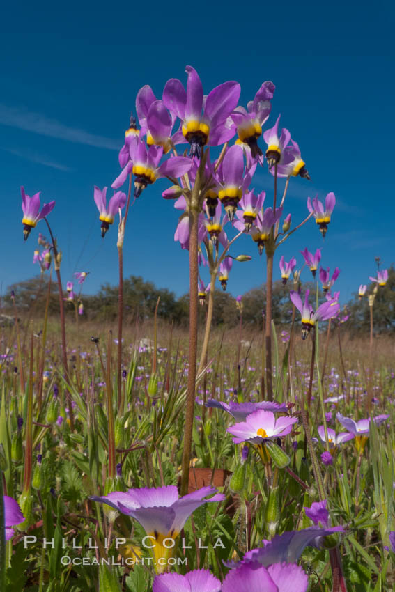 Shooting stars, a springtime flower, blooming on the Santa Rosa Plateau. Santa Rosa Plateau Ecological Reserve, Murrieta, California, USA, Dodecatheon clevelandii, natural history stock photograph, photo id 24376