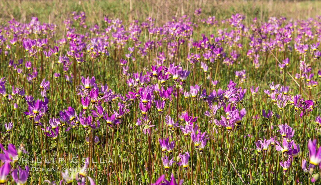 Shooting stars, a springtime flower, blooming on the Santa Rosa Plateau. Santa Rosa Plateau Ecological Reserve, Murrieta, California, USA, natural history stock photograph, photo id 33152