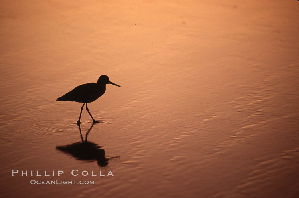 Shorebird on the beach, reflection. Del Mar, California, USA, natural history stock photograph, photo id 04602
