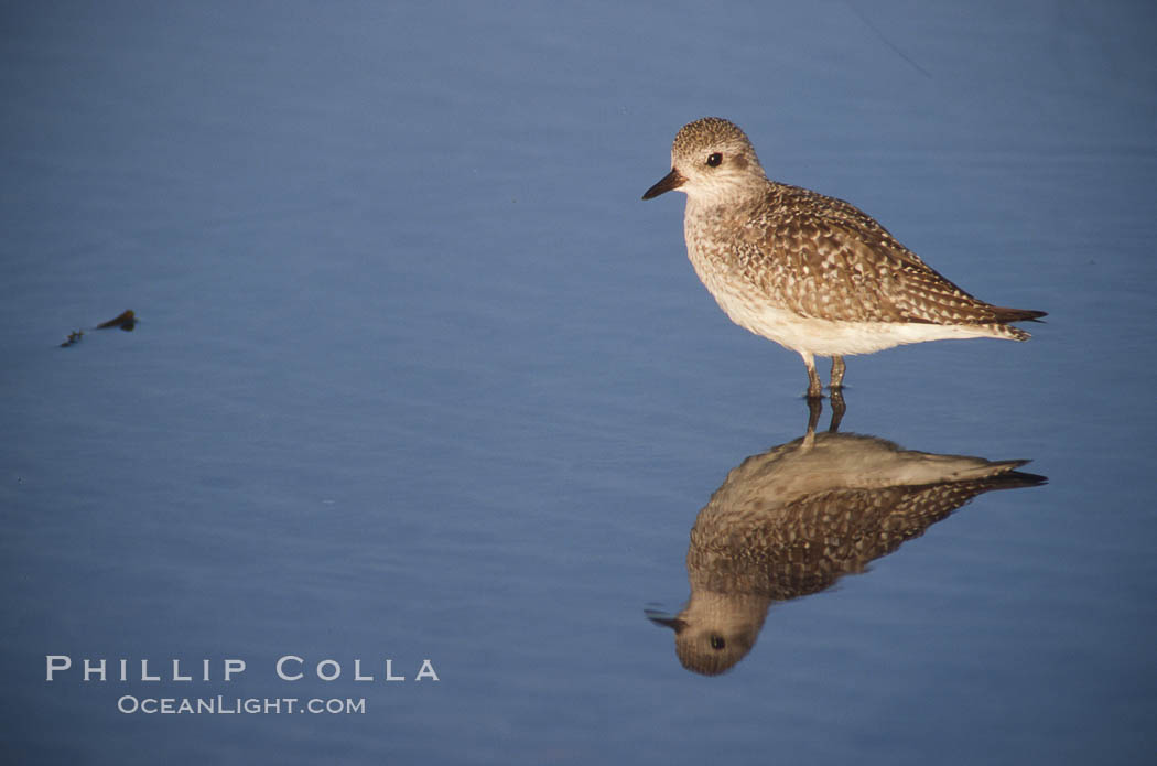Shorebird on the beach, reflection. Del Mar, California, USA, natural history stock photograph, photo id 04604