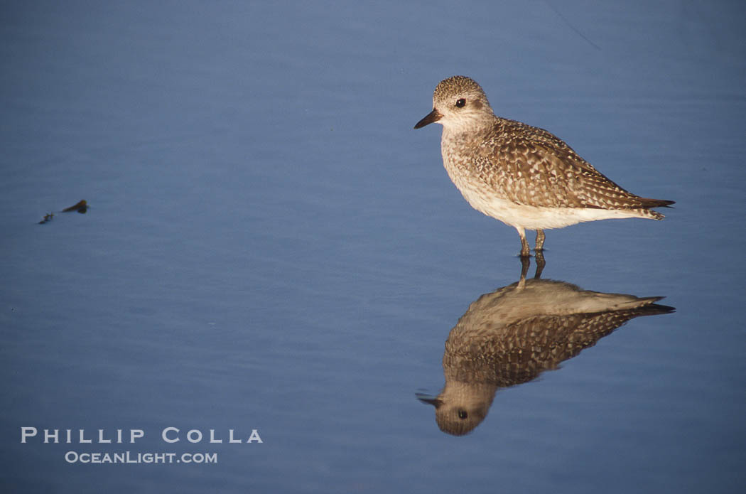 Shorebird on the beach, reflection., natural history stock photograph, photo id 04604