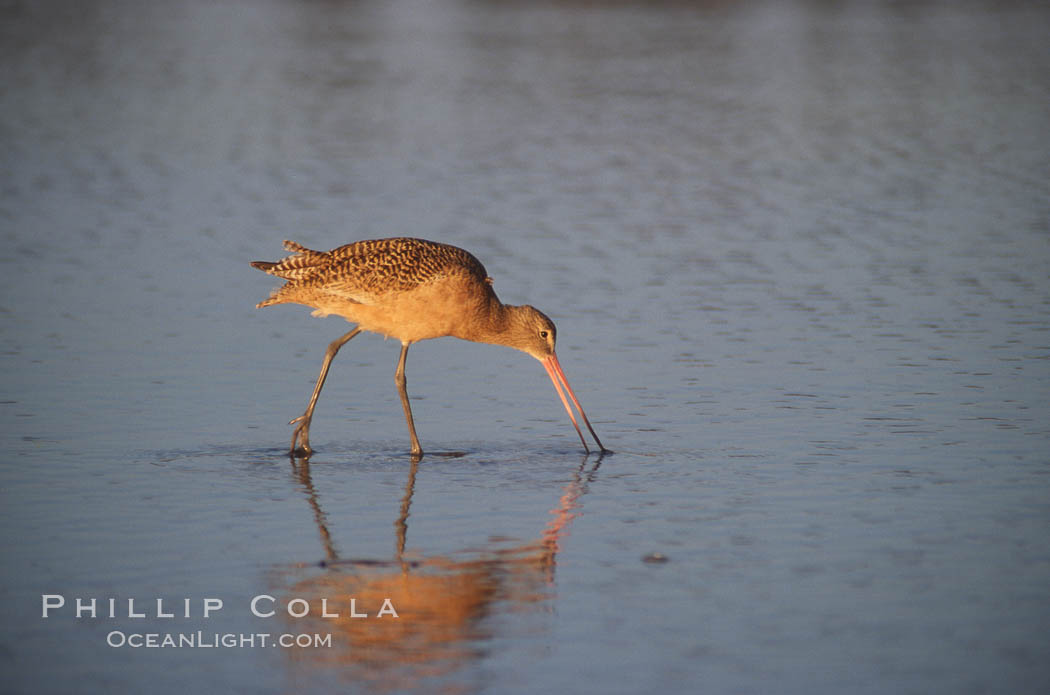 Shorebird on the beach, reflection. Del Mar, California, USA, natural history stock photograph, photo id 04603
