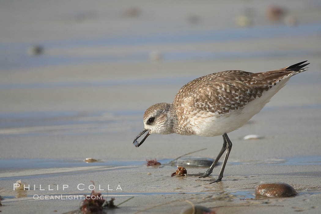 Unidentified shorebird. Cardiff State Beach, Cardiff by the Sea, California, USA, natural history stock photograph, photo id 18594