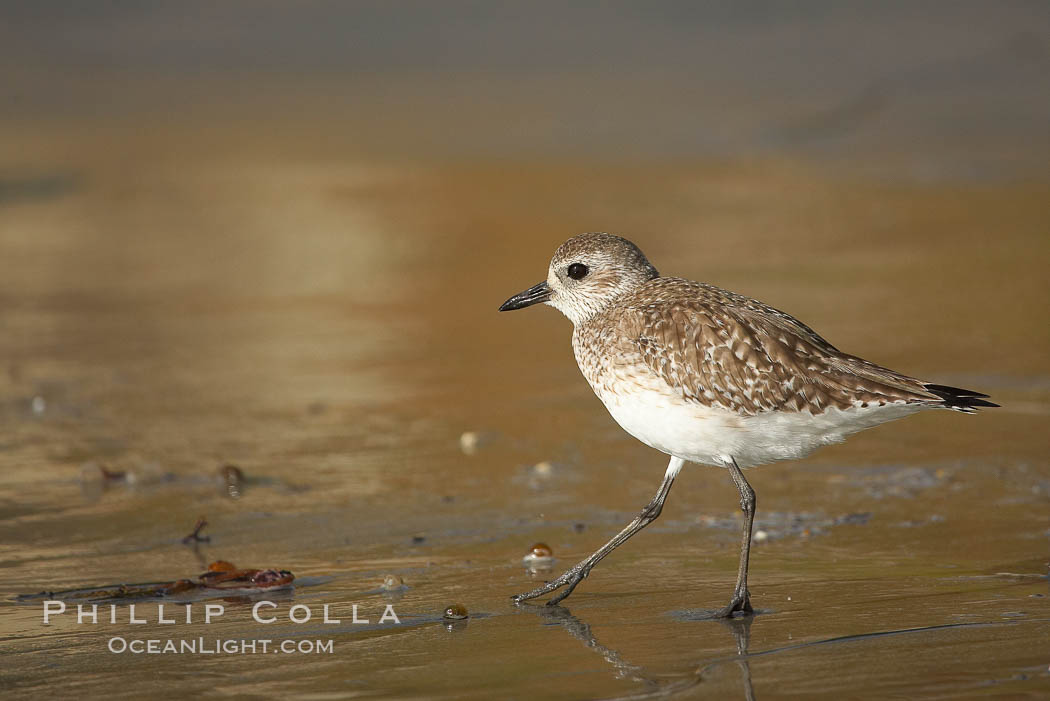 Unidentified shorebird., natural history stock photograph, photo id 18596