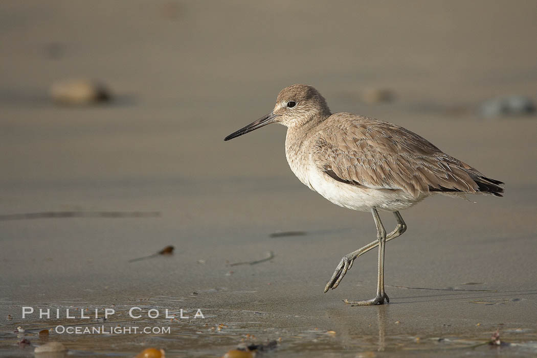 Unidentified shorebird. Cardiff State Beach, Cardiff by the Sea, California, USA, natural history stock photograph, photo id 18597