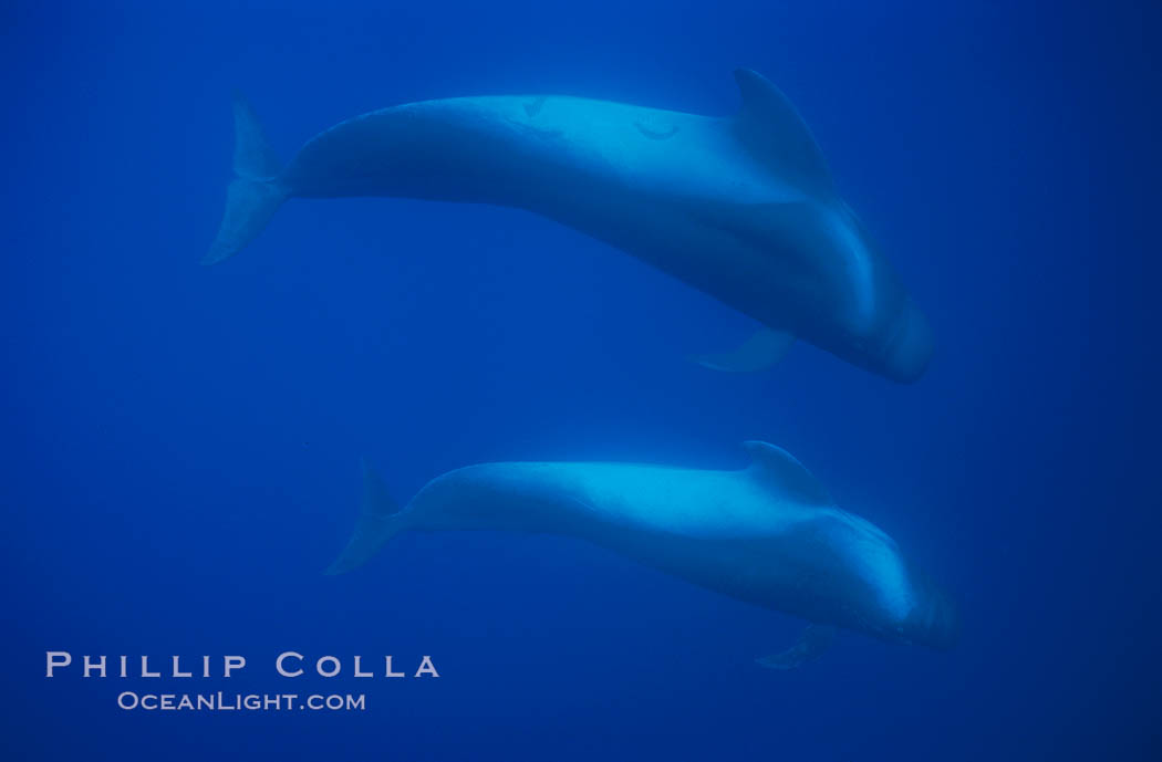 Short-finned pilot whales. Sao Miguel Island, Azores, Portugal, Globicephala macrorhynchus, natural history stock photograph, photo id 02084