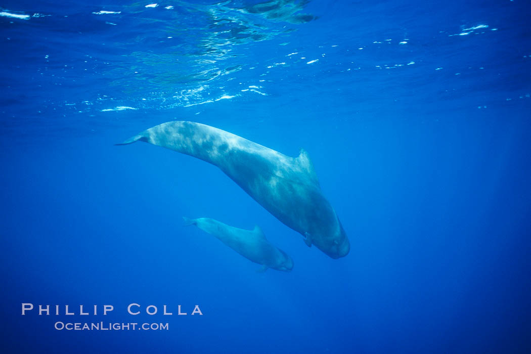 Short-finned pilot whale, adult and calf. Sao Miguel Island, Azores, Portugal, Globicephala macrorhynchus, natural history stock photograph, photo id 02083