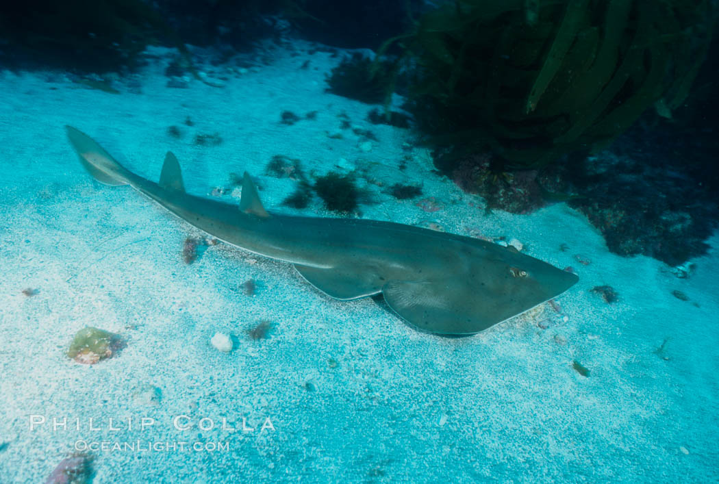 Shovelnose guitar fish (ray), San Benito Islands. San Benito Islands (Islas San Benito), Baja California, Mexico, Rhinobatos productus, natural history stock photograph, photo id 05789