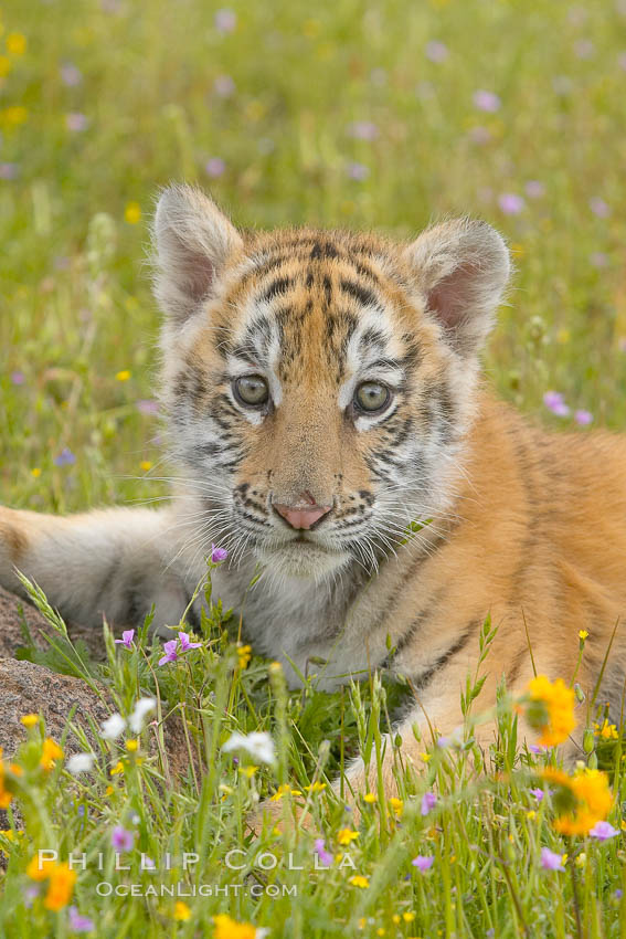 Siberian tiger cub, male, 10 weeks old., Panthera tigris altaica, natural history stock photograph, photo id 15990