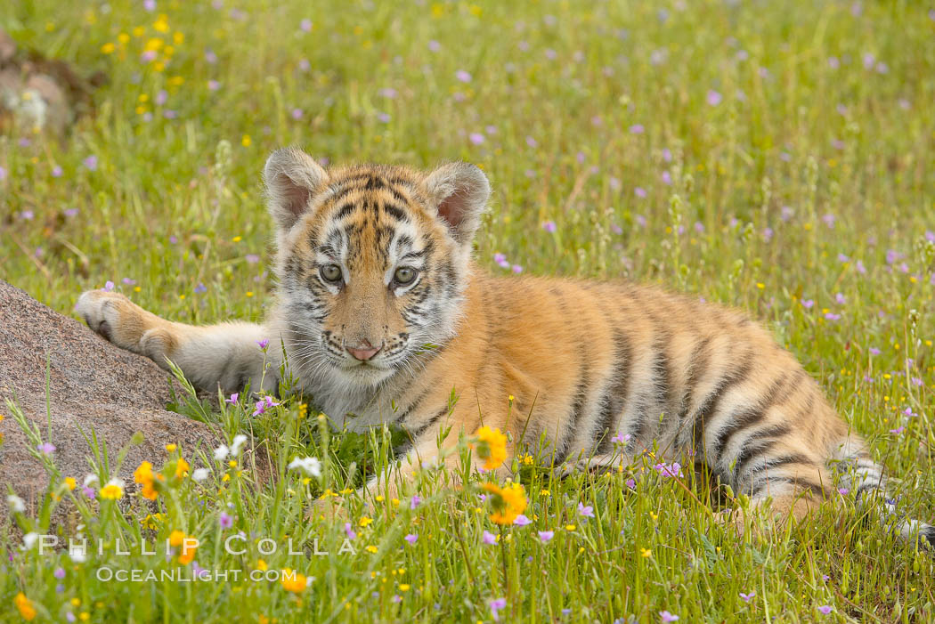 Siberian tiger cub, male, 10 weeks old., Panthera tigris altaica, natural history stock photograph, photo id 16006