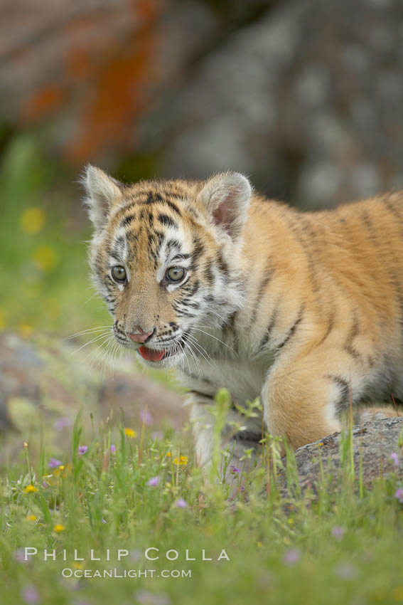 Siberian tiger cub, male, 10 weeks old., Panthera tigris altaica, natural history stock photograph, photo id 16018