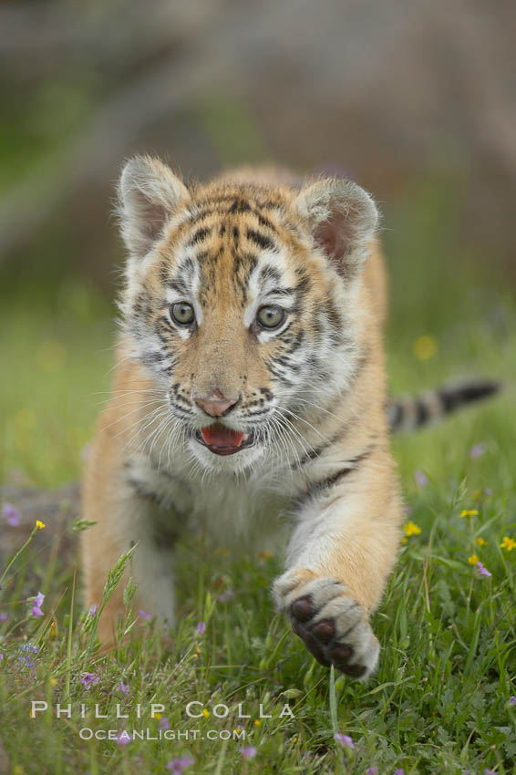 Siberian tiger cub, male, 10 weeks old., Panthera tigris altaica, natural history stock photograph, photo id 16000