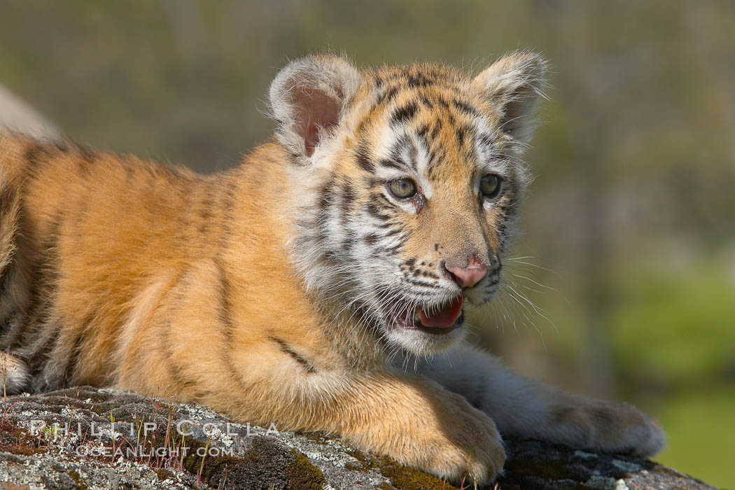 Siberian tiger cub, male, 10 weeks old., Panthera tigris altaica, natural history stock photograph, photo id 16012