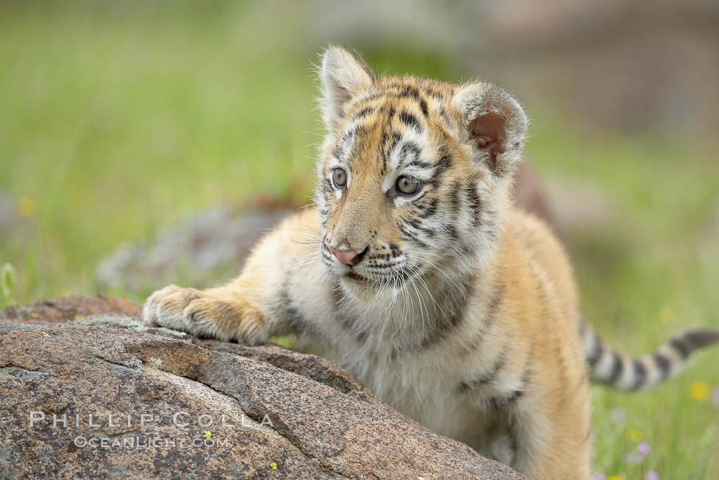 Siberian tiger cub, male, 10 weeks old., Panthera tigris altaica, natural history stock photograph, photo id 15991