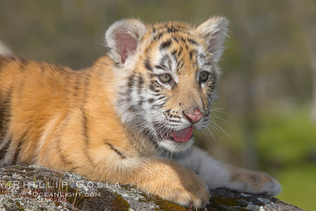 Siberian tiger cub, male, 10 weeks old., Panthera tigris altaica, natural history stock photograph, photo id 16003