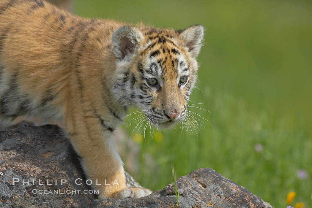Siberian tiger cub, male, 10 weeks old., Panthera tigris altaica, natural history stock photograph, photo id 16015