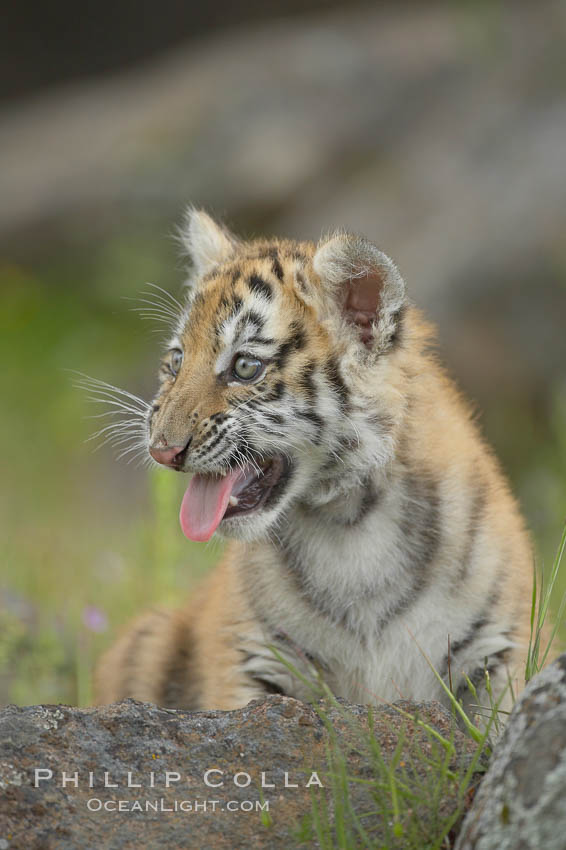 Siberian tiger cub, male, 10 weeks old., Panthera tigris altaica, natural history stock photograph, photo id 16009