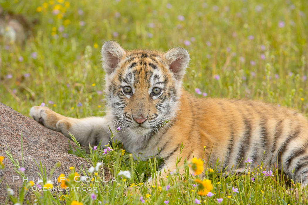 Siberian tiger cub, male, 10 weeks old., Panthera tigris altaica, natural history stock photograph, photo id 15996