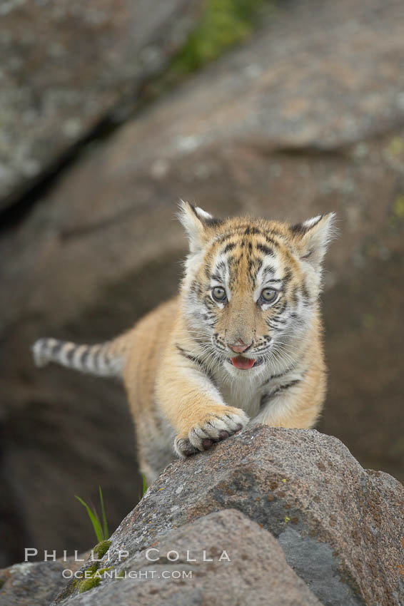 Siberian tiger cub, male, 10 weeks old., Panthera tigris altaica, natural history stock photograph, photo id 16008