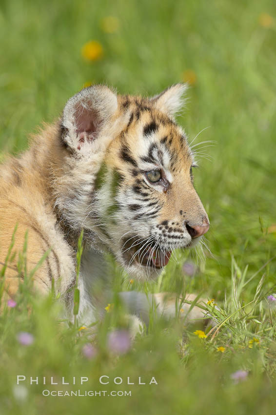 Siberian tiger cub, male, 10 weeks old., Panthera tigris altaica, natural history stock photograph, photo id 15999