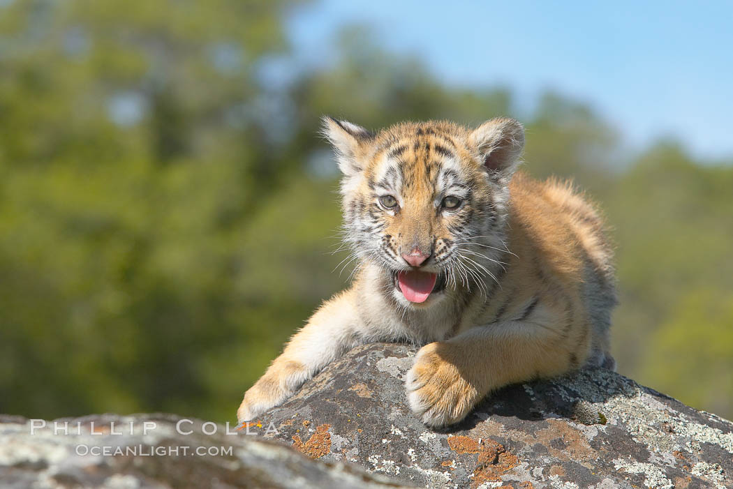 Siberian tiger cub, male, 10 weeks old., Panthera tigris altaica, natural history stock photograph, photo id 16011