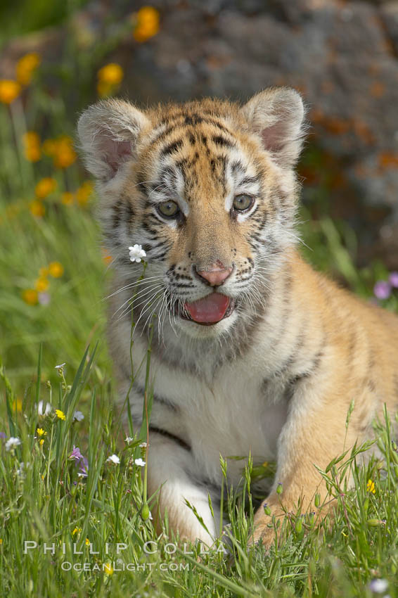 Siberian tiger cub, male, 10 weeks old., Panthera tigris altaica, natural history stock photograph, photo id 15993