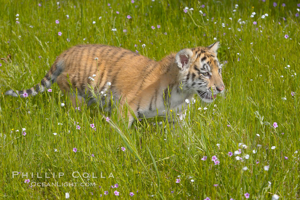 Siberian tiger cub, male, 10 weeks old., Panthera tigris altaica, natural history stock photograph, photo id 16005