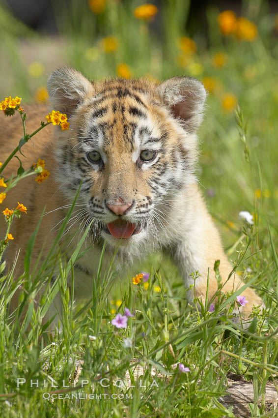 Siberian tiger cub, male, 10 weeks old., Panthera tigris altaica, natural history stock photograph, photo id 16017