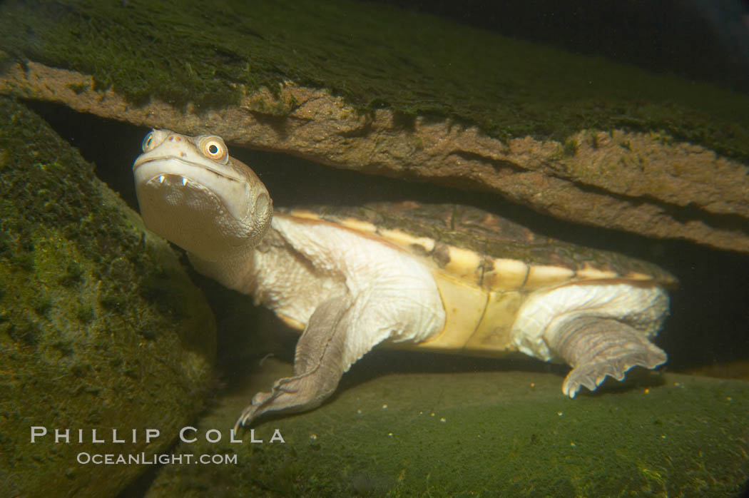 Siebenrocks snakeneck turtle., Chelodina siebenrocki, natural history stock photograph, photo id 13970