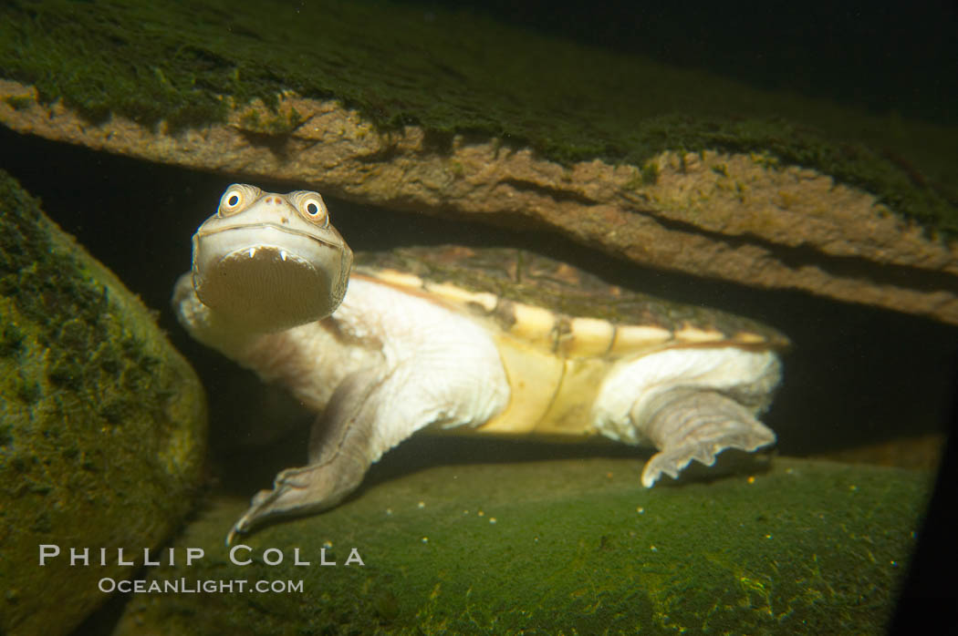 Siebenrocks snakeneck turtle., Chelodina siebenrocki, natural history stock photograph, photo id 13969