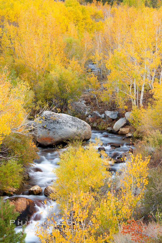 Bishop Creek and aspen trees in autumn, in the eastern Sierra Nevada mountains. Bishop Creek Canyon Sierra Nevada Mountains, California, USA, Populus tremuloides, natural history stock photograph, photo id 26070