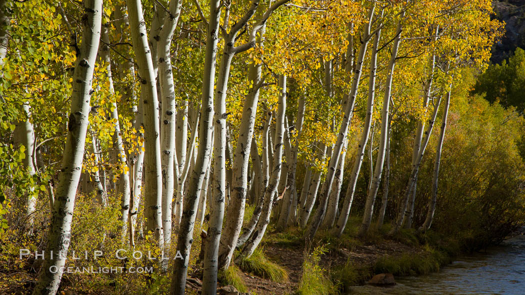 Bishop Creek and aspen trees in autumn, in the eastern Sierra Nevada mountains. Bishop Creek Canyon Sierra Nevada Mountains, California, USA, Populus tremuloides, natural history stock photograph, photo id 26076