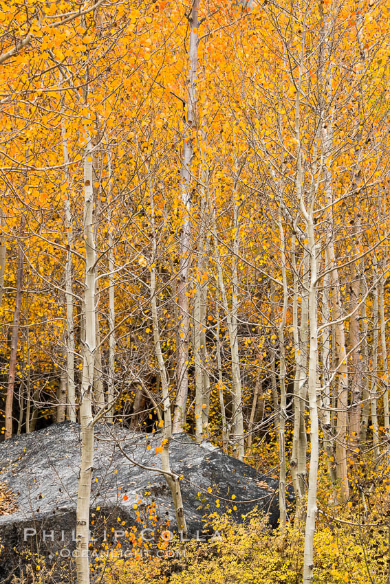 Aspen Trees and Sierra Nevada Fall Colors, Bishop Creek Canyon. Bishop Creek Canyon, Sierra Nevada Mountains, California, USA, Populus tremuloides, natural history stock photograph, photo id 36442