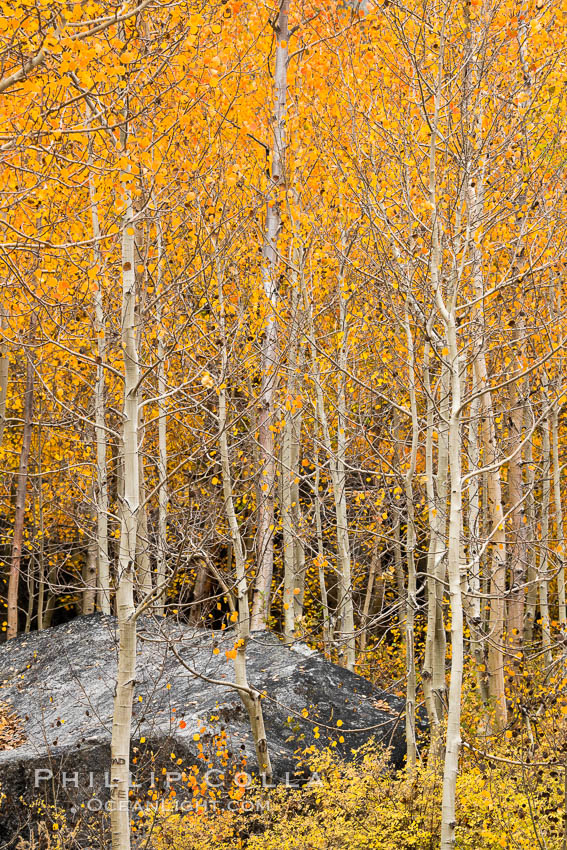 Aspen Trees and Sierra Nevada Fall Colors, Bishop Creek Canyon, Populus tremuloides, Bishop Creek Canyon, Sierra Nevada Mountains Aspen Trees and Sierra Nevada Fall Colors, Bishop Creek Canyon, Populus tremuloides, Bishop Creek Canyon, Sierra Nevada Mountains