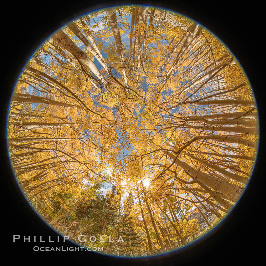 Aspen Trees and Sierra Nevada Fall Colors, Bishop Creek Canyon, Populus tremuloides, Bishop Creek Canyon, Sierra Nevada Mountains