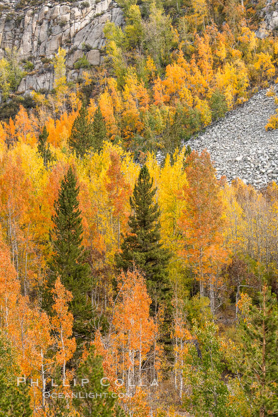 Aspen Trees and Sierra Nevada Fall Colors, Bishop Creek Canyon. Bishop Creek Canyon, Sierra Nevada Mountains, California, USA, Populus tremuloides, natural history stock photograph, photo id 36454