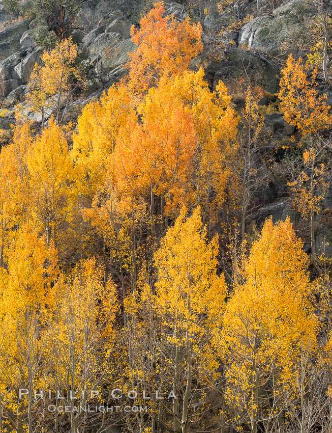 Aspen Trees and Sierra Nevada Fall Colors, Bishop Creek Canyon. Bishop Creek Canyon, Sierra Nevada Mountains, California, USA, Populus tremuloides, natural history stock photograph, photo id 36440