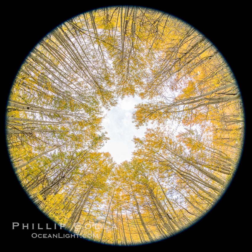 Aspen Trees and Sierra Nevada Fall Colors, Bishop Creek Canyon. Bishop Creek Canyon, Sierra Nevada Mountains, California, USA, Populus tremuloides, natural history stock photograph, photo id 36444