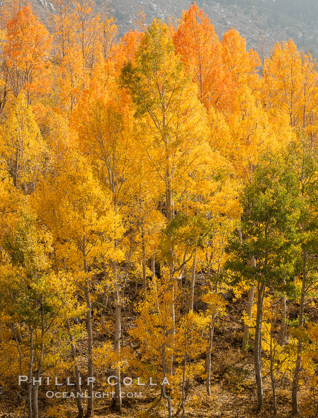 Aspen Trees and Sierra Nevada Fall Colors, Bishop Creek Canyon. Bishop Creek Canyon, Sierra Nevada Mountains, California, USA, Populus tremuloides, natural history stock photograph, photo id 36448