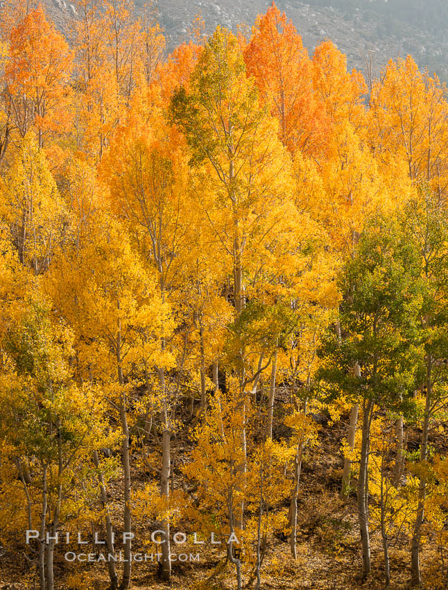 Aspen Trees and Sierra Nevada Fall Colors, Bishop Creek Canyon, Populus tremuloides, Bishop Creek Canyon, Sierra Nevada Mountains