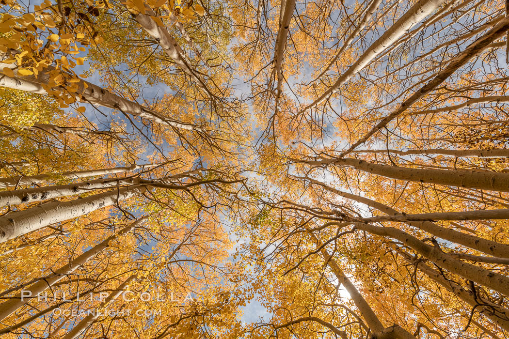 Aspen Trees and Sierra Nevada Fall Colors, Bishop Creek Canyon, Populus tremuloides, Bishop Creek Canyon, Sierra Nevada Mountains