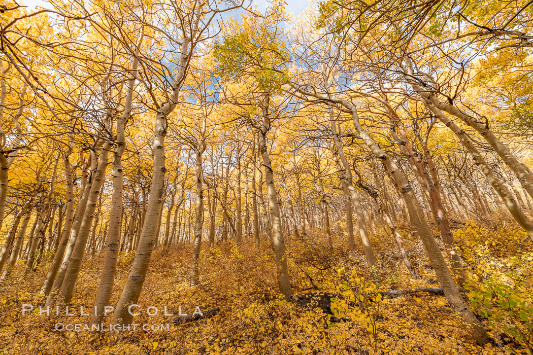 Sierra Nevada Fall Colors, North Lake, Bishop Creek Canyon. Bishop Creek Canyon, Sierra Nevada Mountains, California, USA, Populus tremuloides, natural history stock photograph, photo id 36439