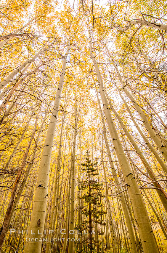 Quaking Aspen Trees, Sierra Nevada Fall Colors, Bishop Creek Canyon, Populus tremuloides, Bishop Creek Canyon, Sierra Nevada Mountains Quaking Aspen Trees, Sierra Nevada Fall Colors, Bishop Creek Canyon, Populus tremuloides, Bishop Creek Canyon, Sierra Nevada Mountains