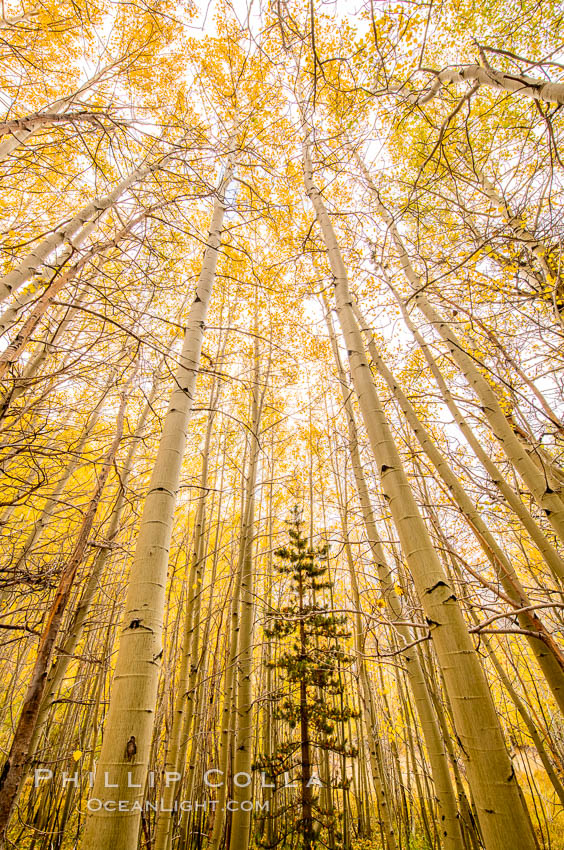 Quaking Aspen Trees, Sierra Nevada Fall Colors, Bishop Creek Canyon. Bishop Creek Canyon, Sierra Nevada Mountains, California, USA, Populus tremuloides, natural history stock photograph, photo id 36443