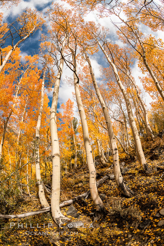 Aspen Trees and Sierra Nevada Fall Colors, Bishop Creek Canyon, Populus tremuloides, Bishop Creek Canyon, Sierra Nevada Mountains